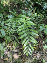 Asplenium oblongifolium