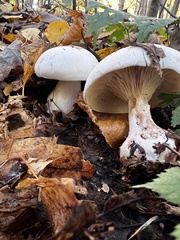 Clitocybe robusta