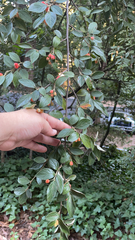 Cotoneaster franchetii