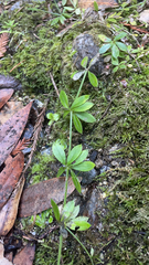 Galium triflorum