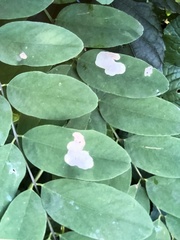 Chrysaster ostensackenella