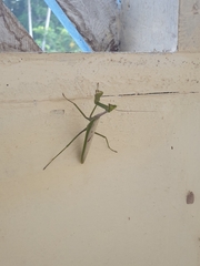 Stagmatoptera supplicaria