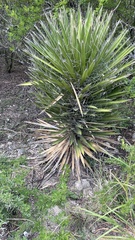 Yucca filifera
