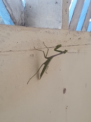 Stagmatoptera supplicaria