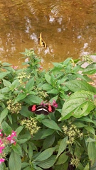 Heliconius erato phyllis