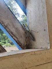 Stagmatoptera supplicaria