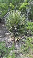 Yucca filifera