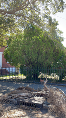 Platycladus orientalis