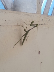Stagmatoptera supplicaria