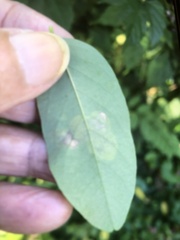 Chrysaster ostensackenella