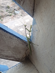 Stagmatoptera supplicaria