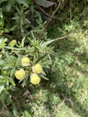 Calceolaria hyssopifolia