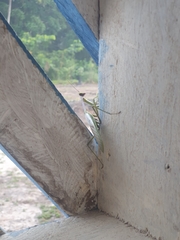 Stagmatoptera supplicaria