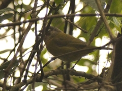 Chlorospingus flavopectus