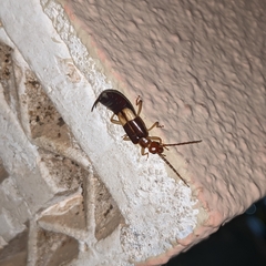 Forficula riffensis