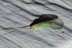 Chrysopa quadripunctata