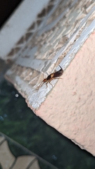 Forficula riffensis