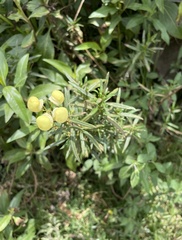 Calceolaria hyssopifolia