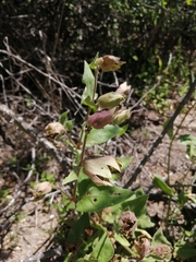 Mirabilis multiflora