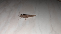 Sphingonotus rubescens