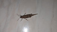 Sphingonotus rubescens