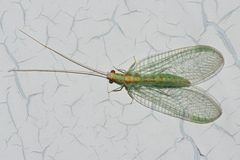 Chrysopa quadripunctata