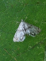 Petrophila fulicalis