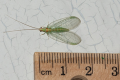 Chrysopa quadripunctata