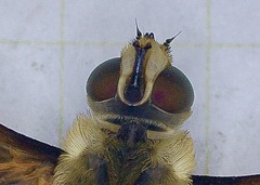 Poecilanthrax lucifer