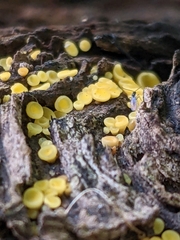 Calycina