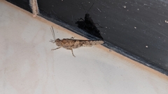 Sphingonotus rubescens