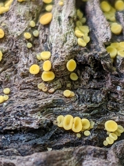 Calycina