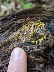 Calycina