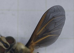 Poecilanthrax lucifer