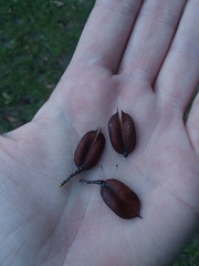 Gelsemium sempervirens