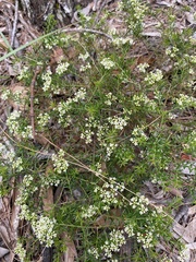 Platysace ericoides