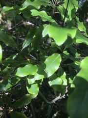 Pittosporum eugenioides