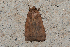 Parabagrotis insularis