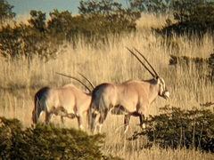 Oryx gazella
