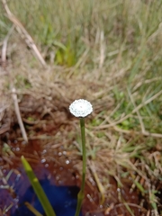 Eriocaulaceae