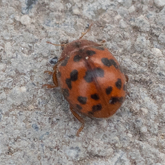 Subcoccinella vigintiquatuorpunctata