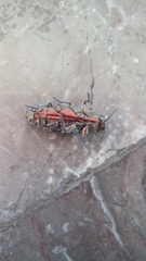 Chrysobothris basalis