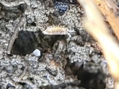 Holoverticata