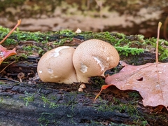 Apioperdon pyriforme