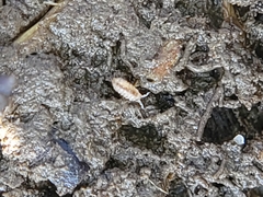 Holoverticata