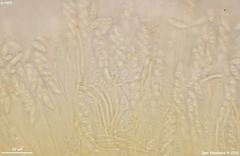 Calycina confluens