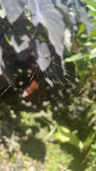 Leucauge