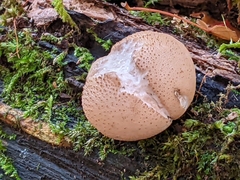 Apioperdon pyriforme