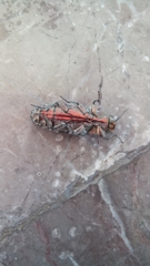 Chrysobothris basalis