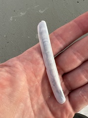 Ensis